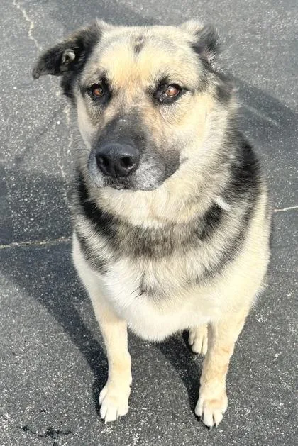 An adult extra large-sized male Tricolor (Brown, Black, & White) Mixed Breed dog named Deano for adoption in Georgetown, TX