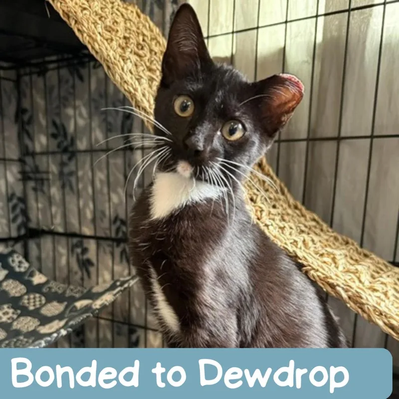 A baby small-sized female Black Domestic Short Hair cat named Diva Houston for adoption in Denver, CO