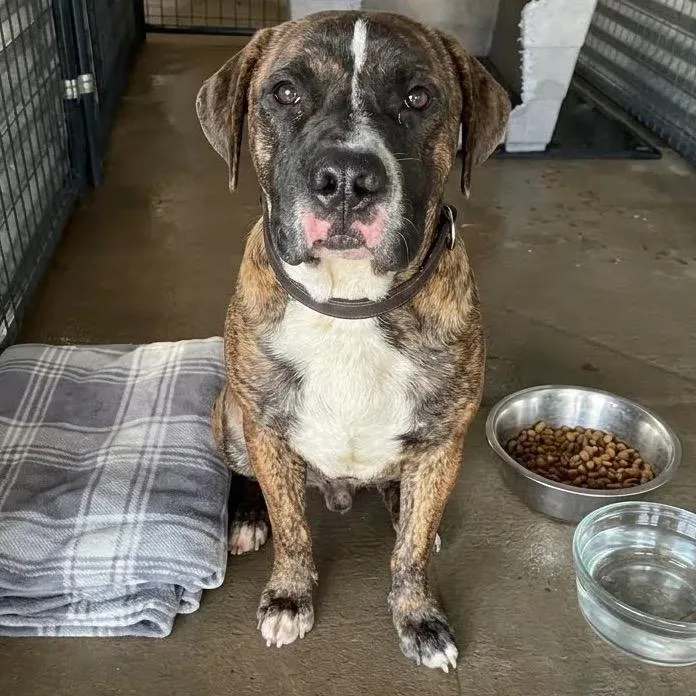A baby medium-sized male Brown / Chocolate Pit Bull Terrier dog named Droolgula for adoption in East Saint Louis, IL