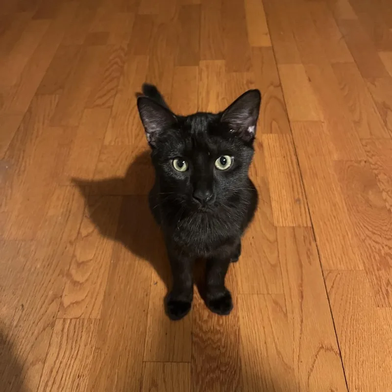 A baby small-sized male Black Domestic Short Hair cat named Rafael for adoption in Fayetteville, GA