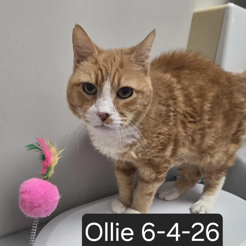 An adult large-sized male Orange & White Domestic Short Hair cat named Ollie for adoption in SNOW HILL, NC