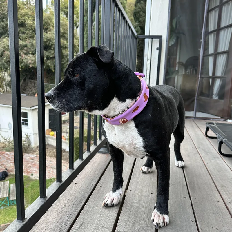 Miapure Live And Joy thumbnail 6