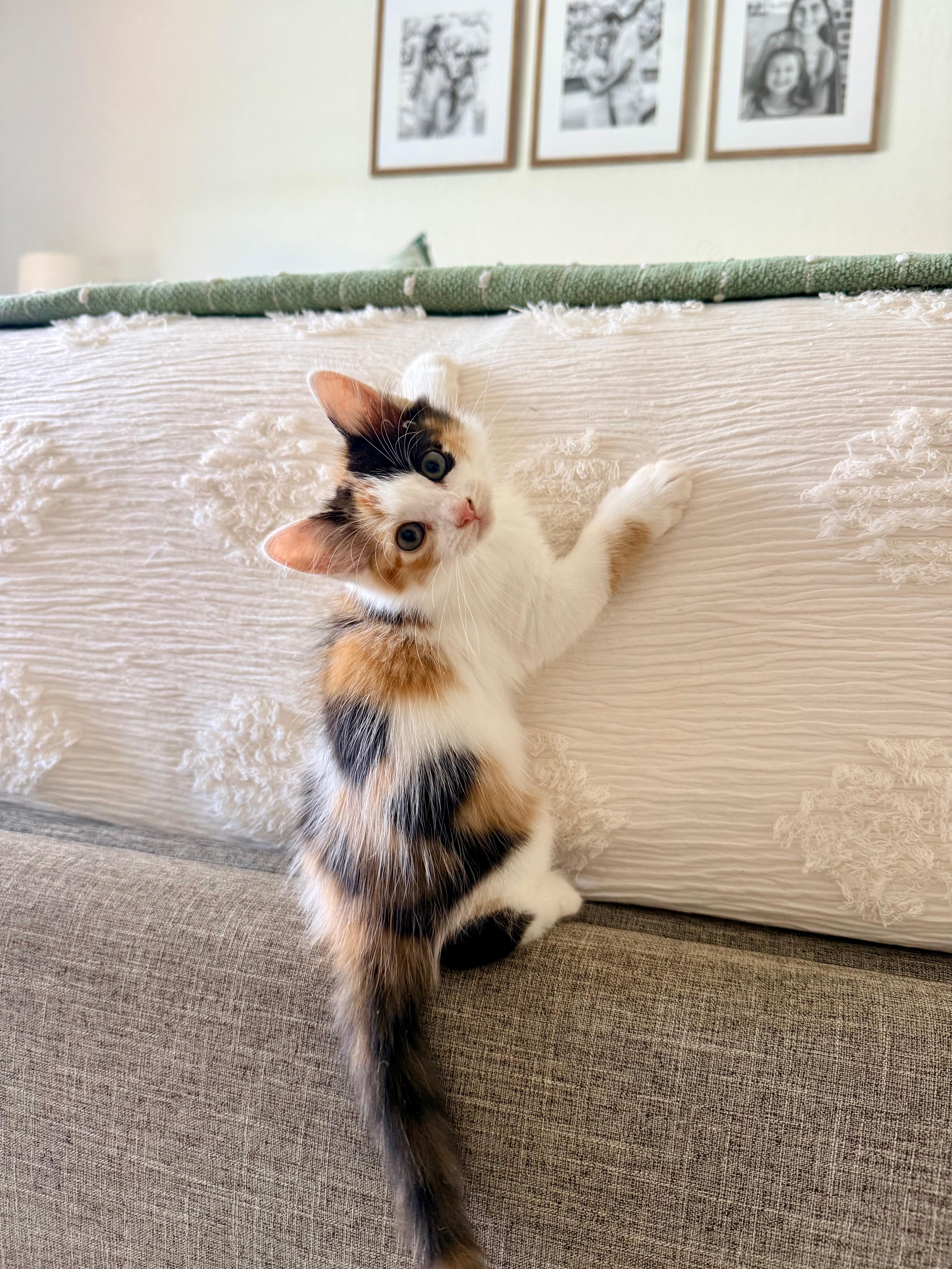 A baby medium-sized female Domestic Medium Hair cat named Autumn for adoption in Sunrise, FL