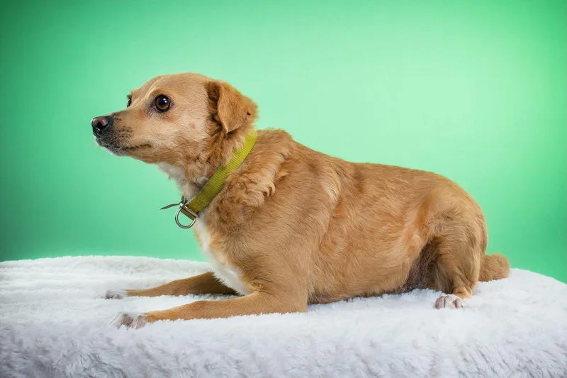 Mini Opal thumbnail 2