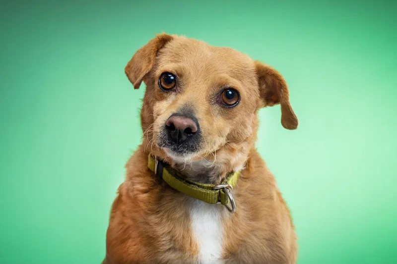 Mini Opal thumbnail 3