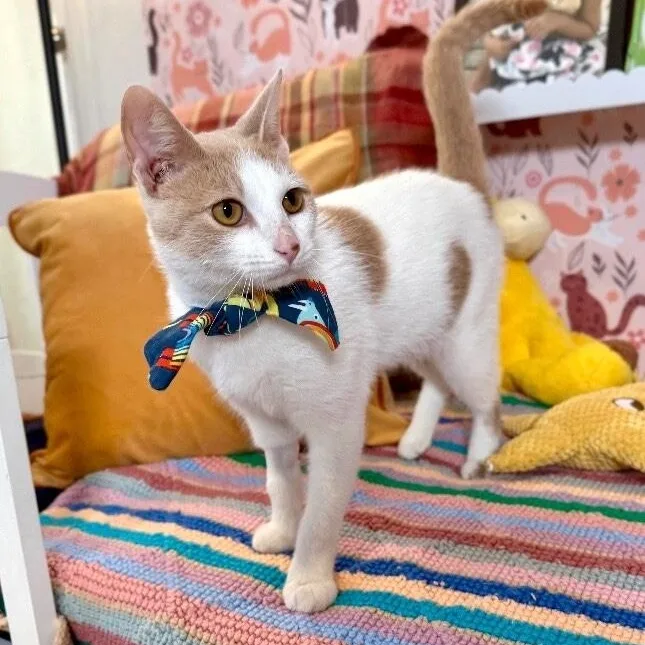 Mr. Bigglesworth thumbnail 2