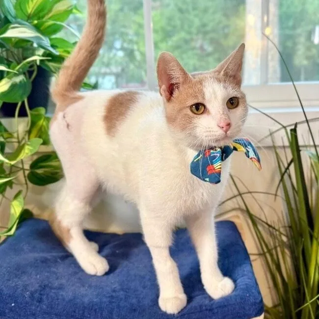 Mr. Bigglesworth thumbnail 5