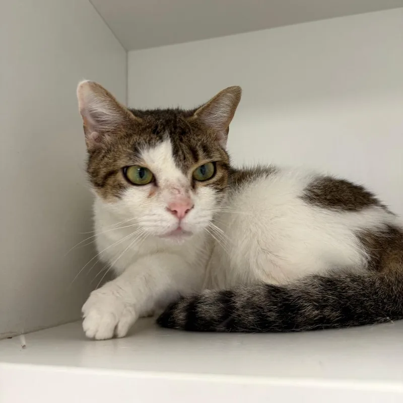 A young small-sized female Gray / Blue / Silver Domestic Short Hair cat named Monopoly for adoption in Branford, CT