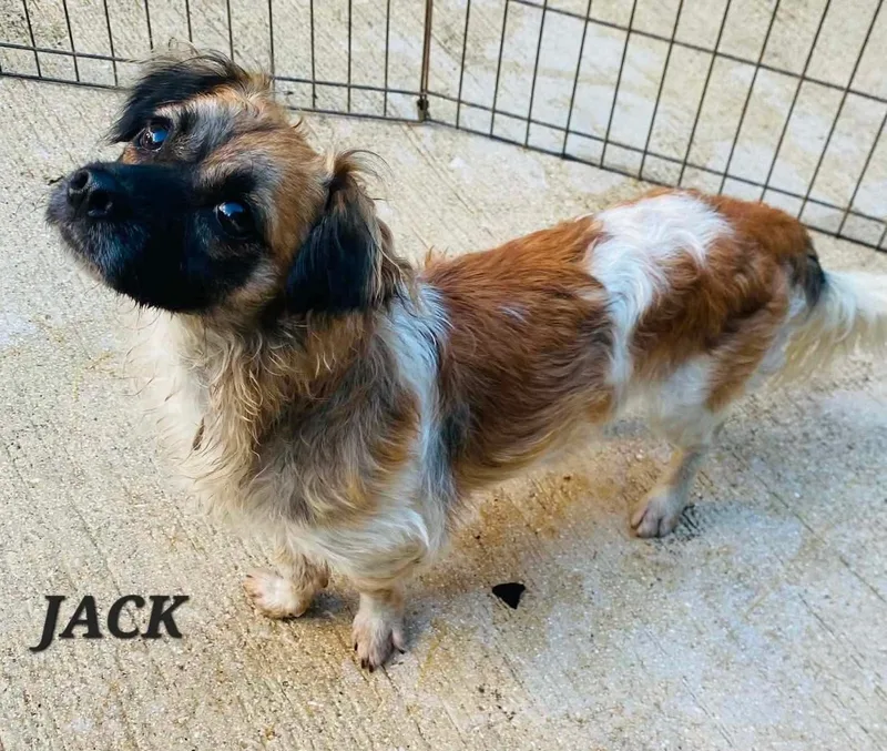 Jack