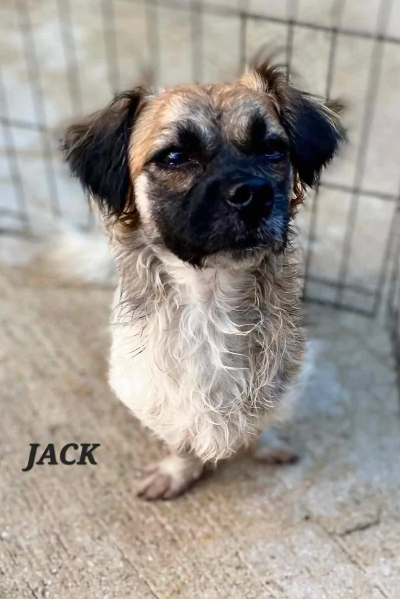 Jack thumbnail 2