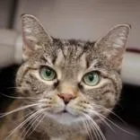 A senior medium-sized female Tabby (Brown / Chocolate) Domestic Short Hair cat named Lila for adoption in Hilliard, OH