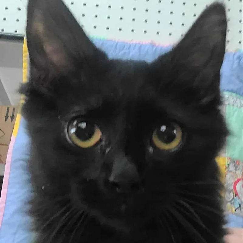 A young small-sized male Black Domestic Long Hair cat named Kong for adoption in Hemet, CA