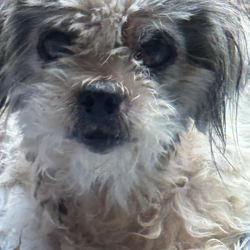 Charlie thumbnail 2