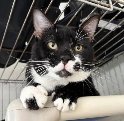 A young medium-sized male Black Domestic Short Hair cat named Munchkin for adoption in Key West, FL