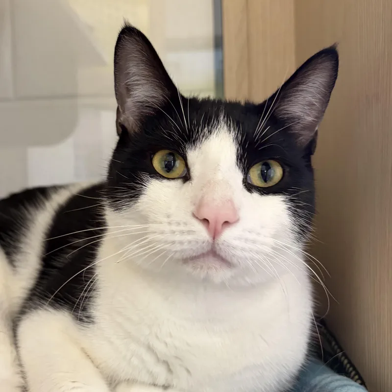 An adult medium-sized male Black & White / Tuxedo Domestic Short Hair cat named Lucas for adoption in Pontiac, MI