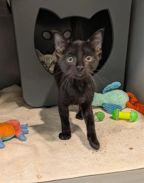 A baby small-sized male Domestic Short Hair cat named Ant for adoption in Leesburg, VA