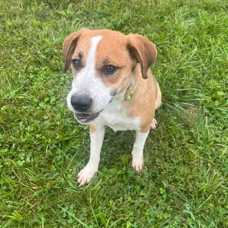 A young medium-sized female Beagle dog named Bella B for adoption in Monticello, IA