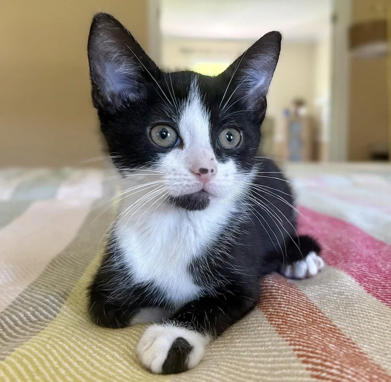 A baby medium-sized male Black & White / Tuxedo Domestic Short Hair cat named Kenny for adoption in Broomall, PA