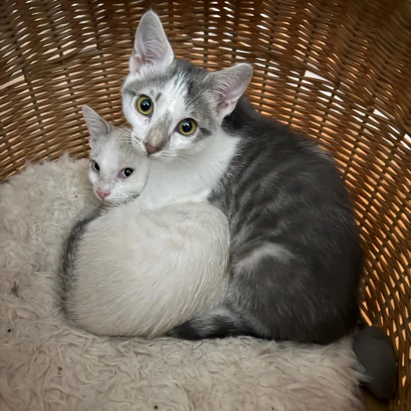 A young small-sized male Gray / Blue / Silver Domestic Short Hair cat named Phil DeVille for adoption in Tustin, CA