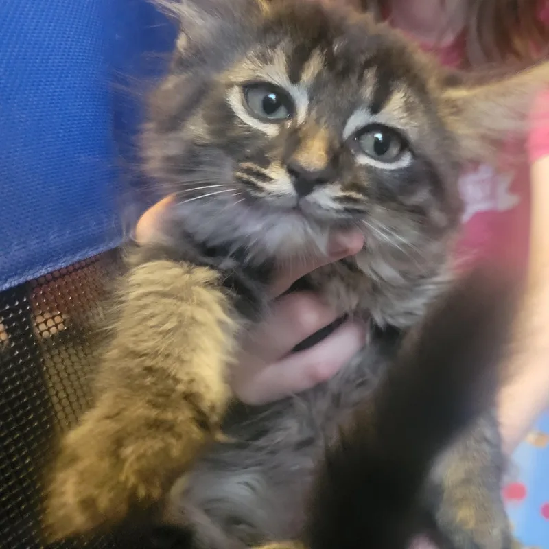 A baby medium-sized female Tabby (Gray / Blue / Silver) Domestic Long Hair cat named Star for adoption in Garden City, MI