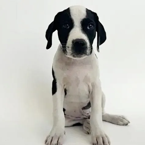 A baby small-sized male White / Cream Boxer dog named Ghosty for adoption in Saint Louis, MO
