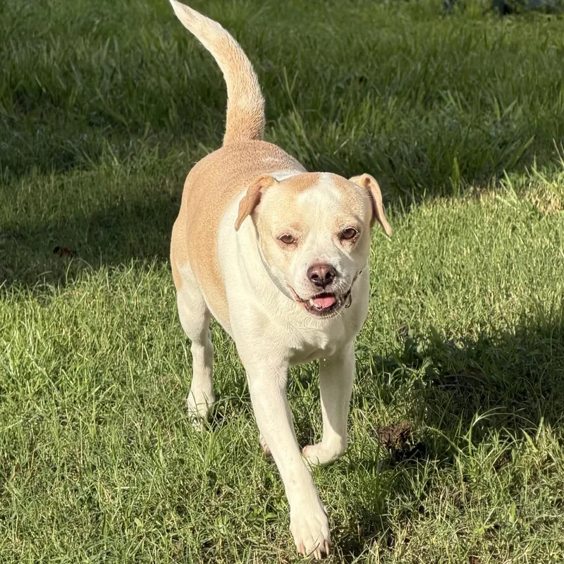 An adult small-sized male Chihuahua dog named Scout for adoption in Sarasota, FL