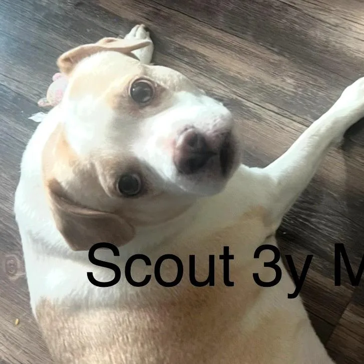 Scout thumbnail 6