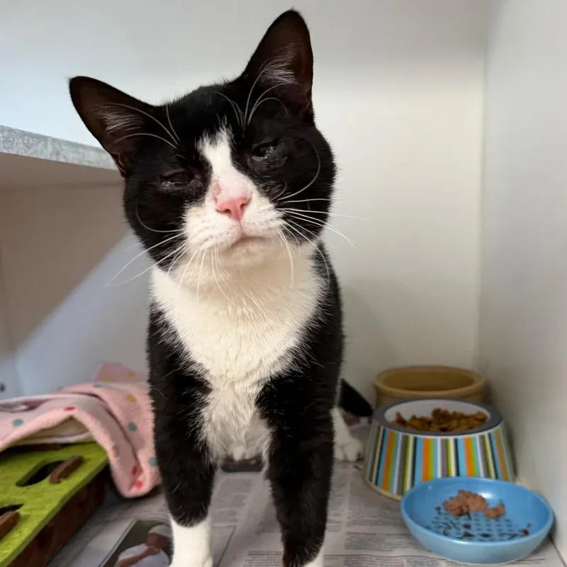 A young medium-sized male White Domestic Short Hair cat named Dingo for adoption in Newport, NC