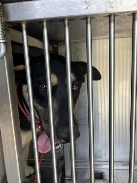 A young large-sized female Mixed Breed dog named Lyla for adoption in Dallas, TX