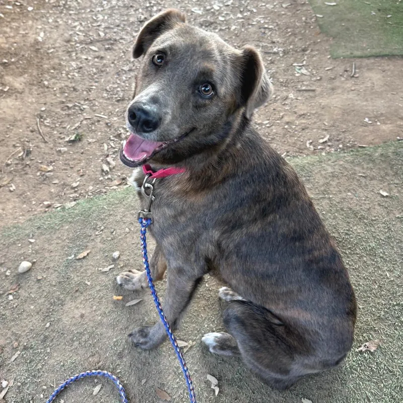 An adult medium-sized female Gray / Blue / Silver Border Collie dog named Cool Cube for adoption in Austin, TX