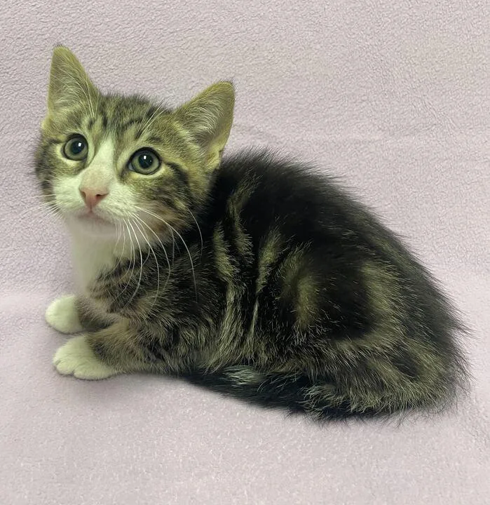 A baby small-sized male Domestic Short Hair cat named Gizmo for adoption in Jackson, MI