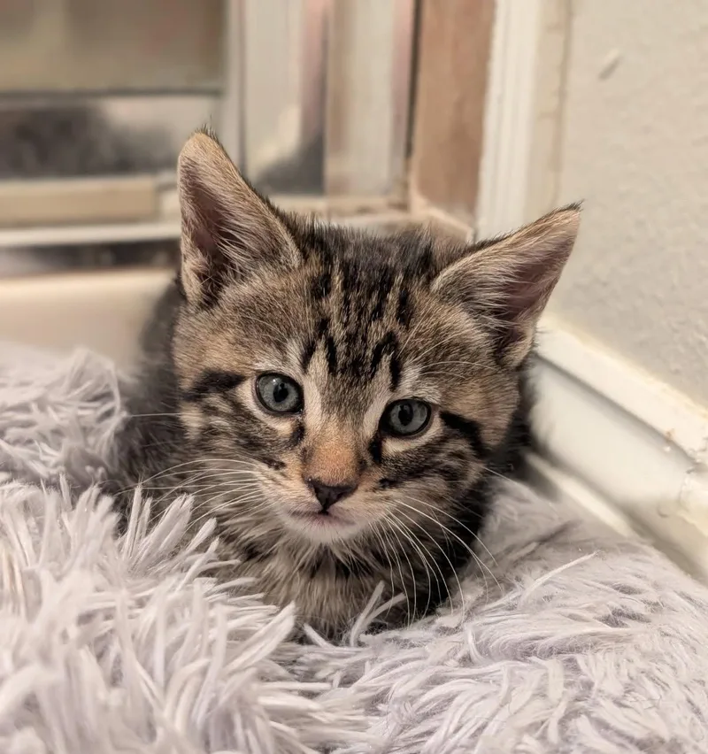 A baby small-sized male Tabby (Brown / Chocolate) Tabby cat named Doug for adoption in Walnut Creek, CA