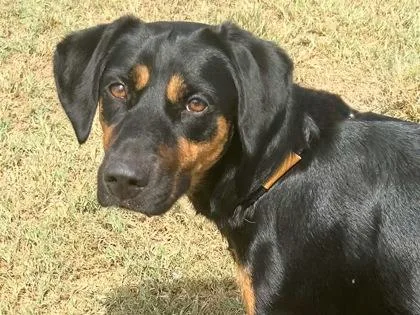 An adult medium-sized female Bicolor Mixed Breed dog named Juniper for adoption in Georgetown, TX