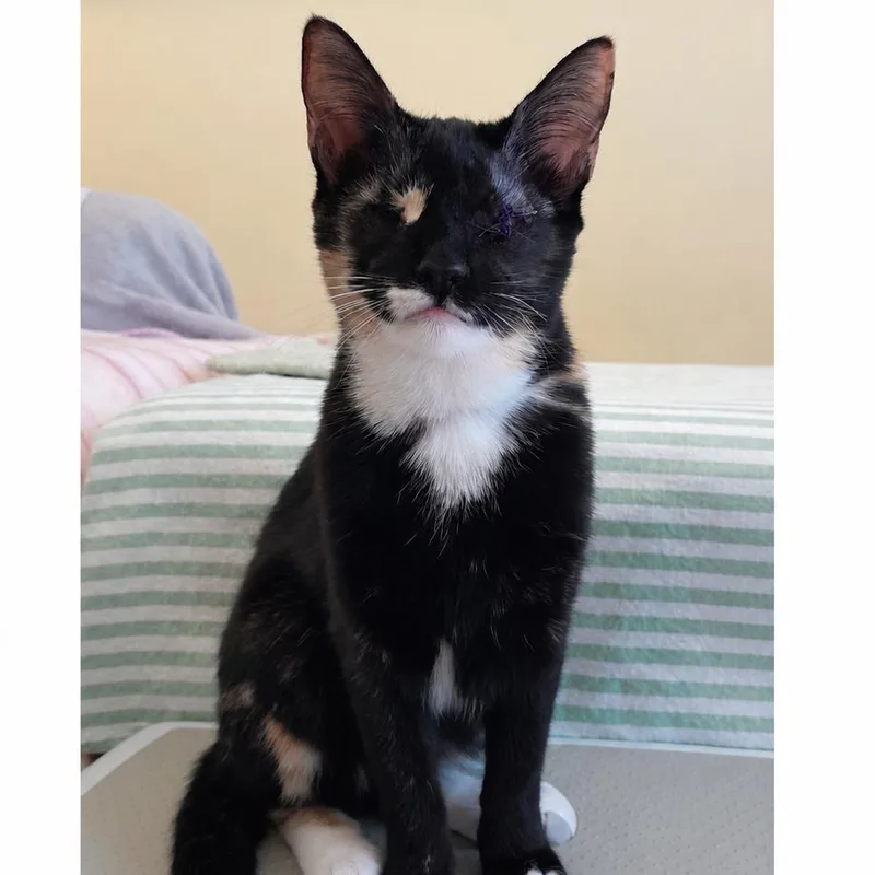 A young small-sized female Tortoiseshell Domestic Short Hair cat named Noel for adoption in Newport News, VA
