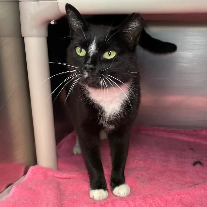 An adult medium-sized female Domestic Short Hair cat named Kissy for adoption in Roanoke, VA