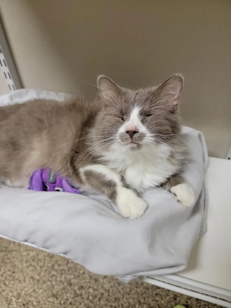 An adult small-sized male Domestic Long Hair cat named Ivan for adoption in Fremont, OH