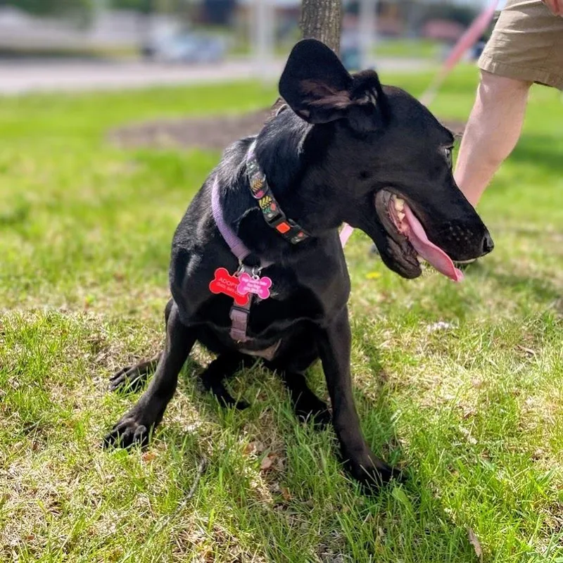 A young medium-sized female Black Hound dog named Magnolia for adoption in Lyndhurst, VA