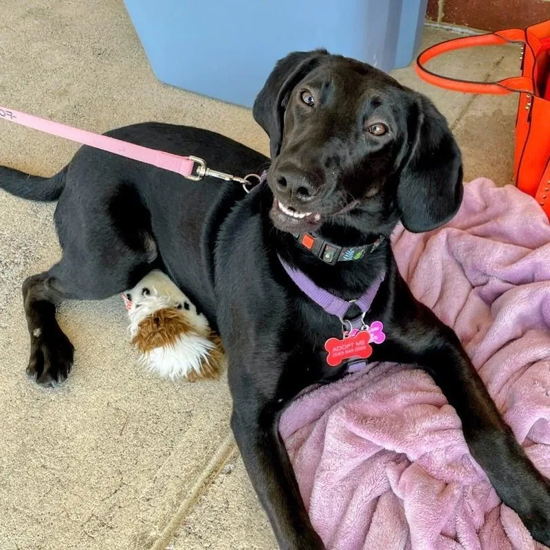 Magnolia thumbnail 2