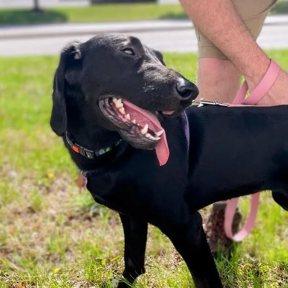 Magnolia thumbnail 3