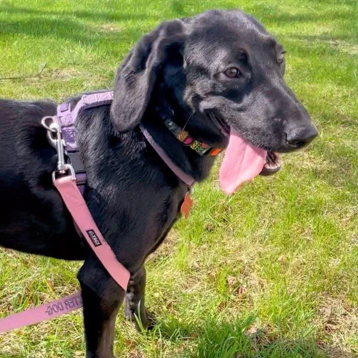 Magnolia thumbnail 5