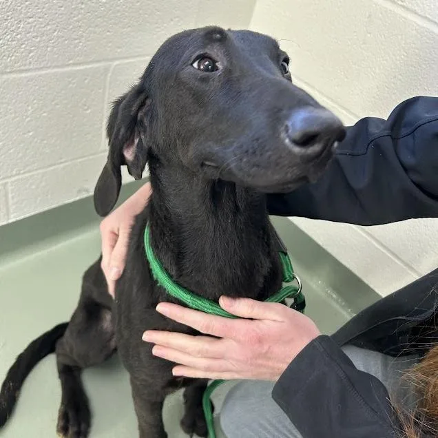 Magnolia thumbnail 6