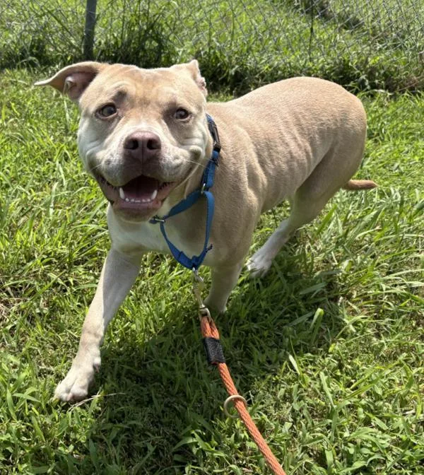 An adult medium-sized female Pit Bull Terrier dog named Risotto for adoption in Virginia Beach, VA