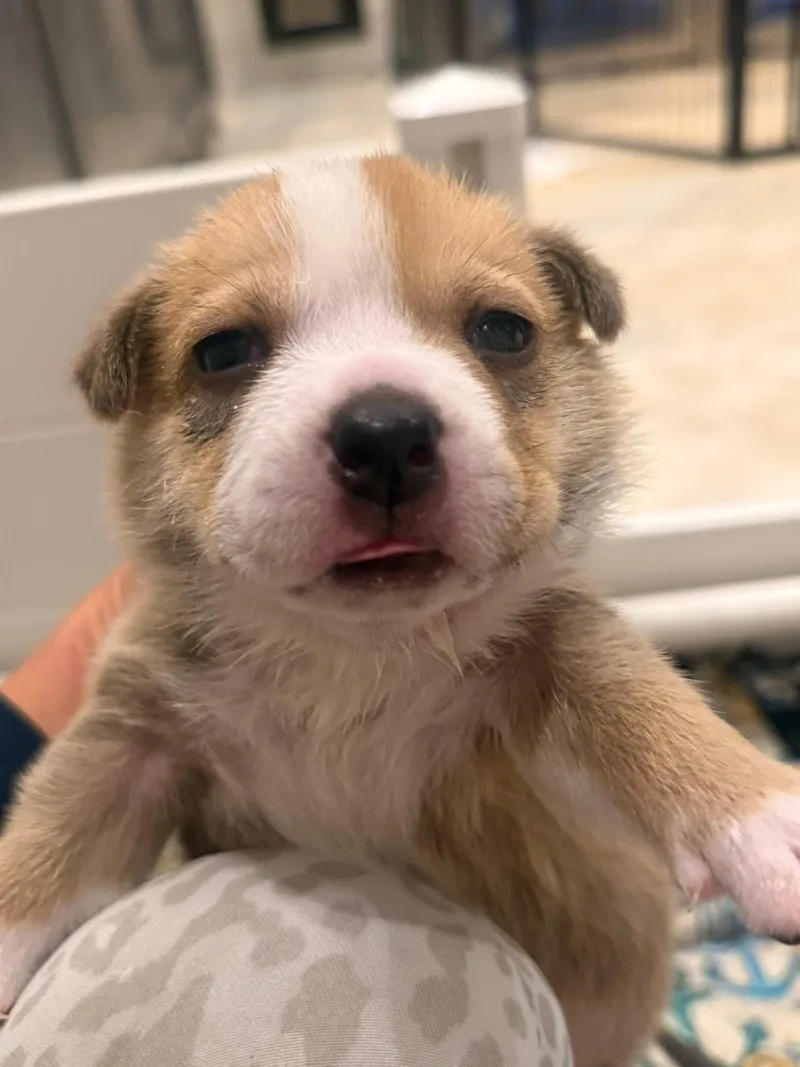 A baby small-sized male White / Cream Beagle dog named Sandy for adoption in Mount Juliet, TN