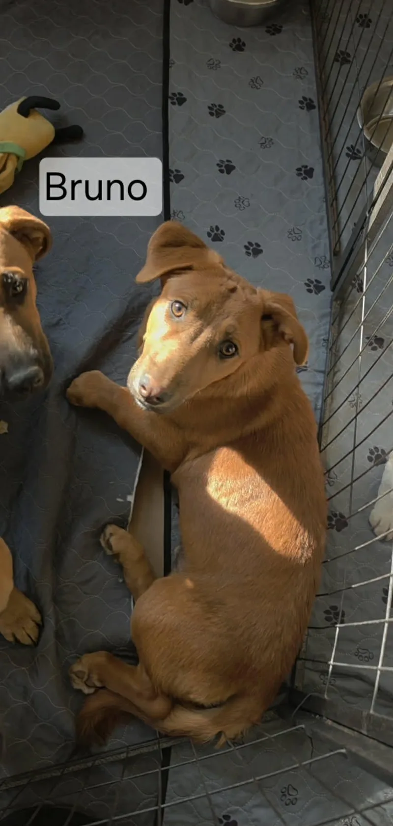 A young medium-sized male Brown / Chocolate German Shepherd Dog dog named Bruno for adoption in Union Grove, WI