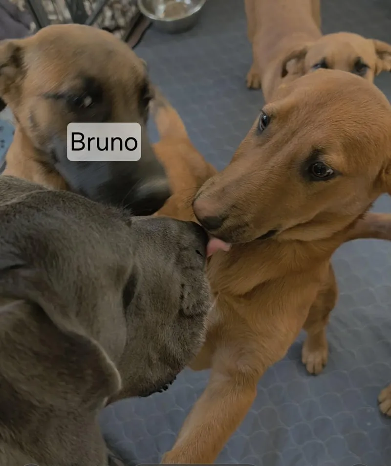 Bruno thumbnail 2