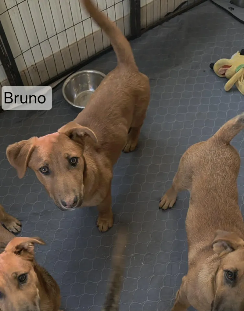Bruno thumbnail 3