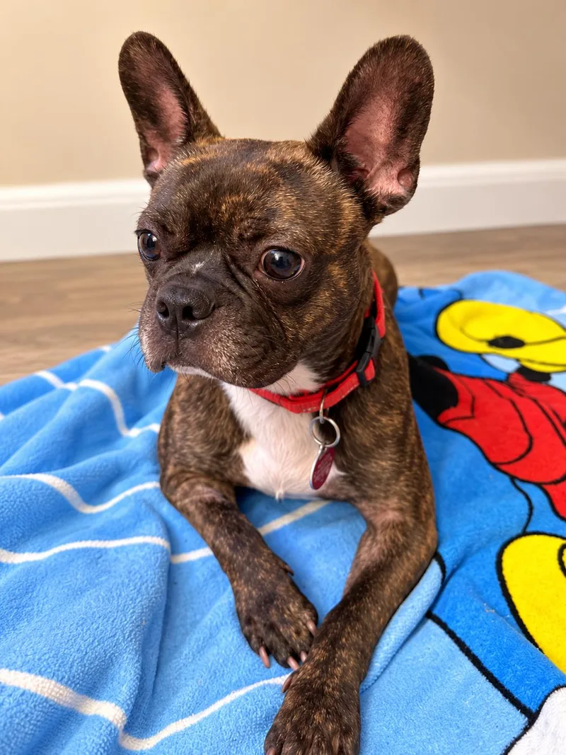 An adult small-sized male French Bulldog dog named Duke for adoption in Nashville, TN