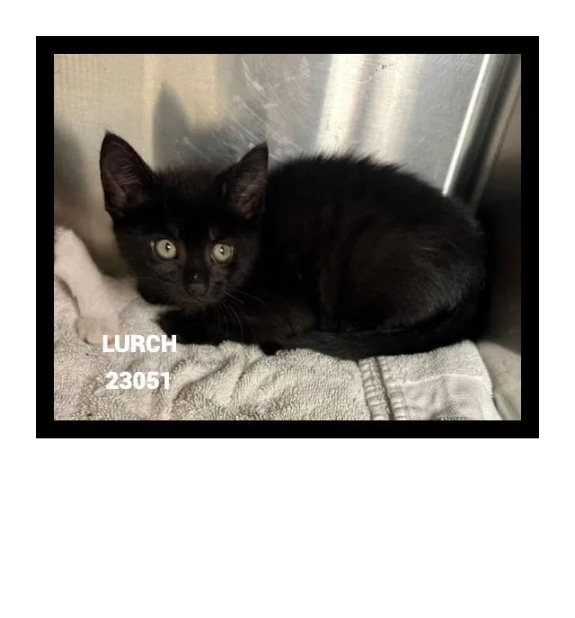 A baby small-sized male Domestic Short Hair cat named Lurch for adoption in Marietta, GA