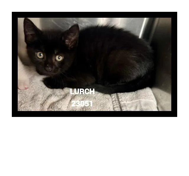 Lurch thumbnail 4