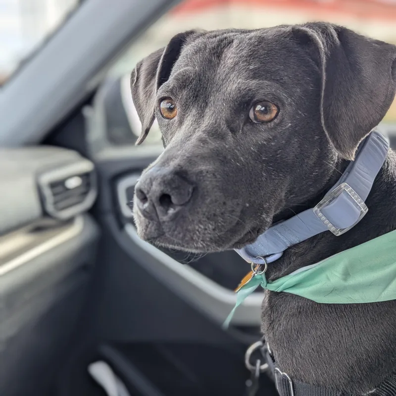 Truffles thumbnail 2